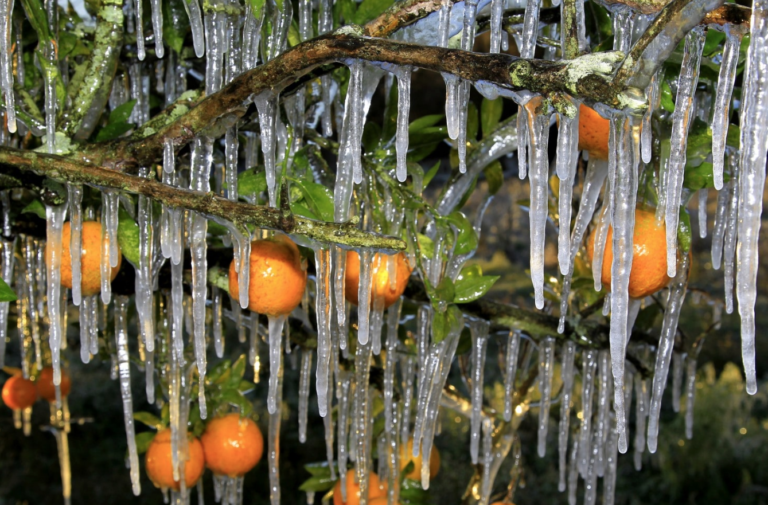 Has it Ever Snowed in Florida? Buntings' Beach Blog